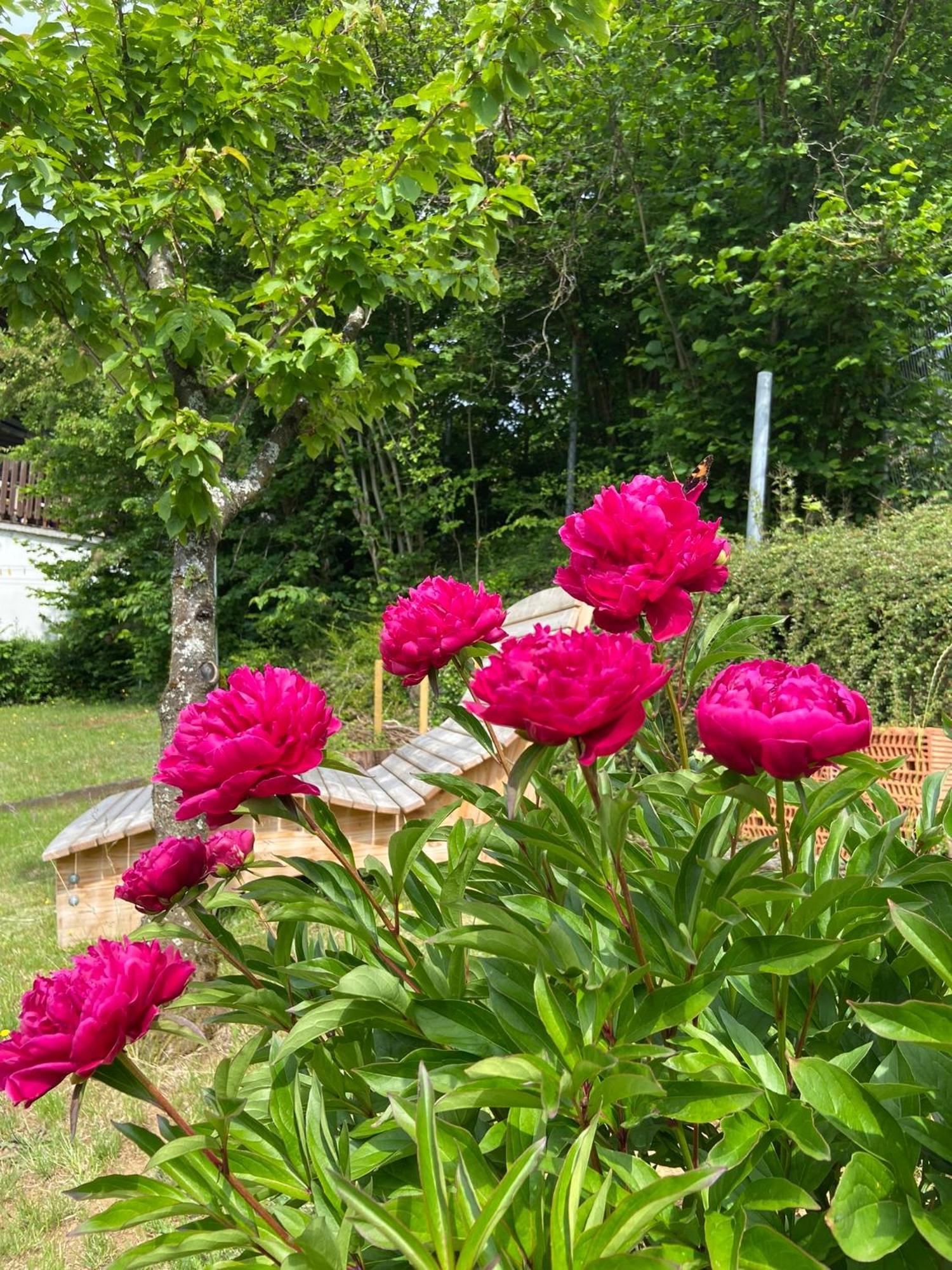 Apartmenthaus Ruhezeit Bad Endbach Luaran gambar